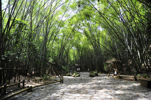 山地旅游規劃院：深圳東部華僑城竹樂谷因地制宜進行旅游規劃